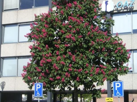 Aesculus x carnea 'Briotii'