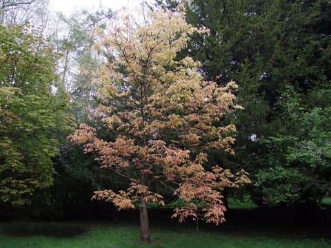 Aesculus x neglecta 'Erythroblastos'