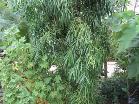 Afrocarpus mannii