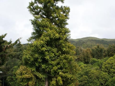 Agathis australis