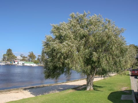 Agonis flexuosa