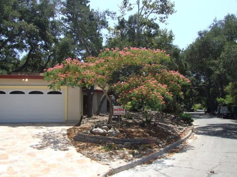 Albizia julibrissin 'Red Silk'