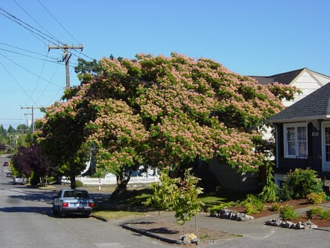 Albizia julibrissin 'Rosea'