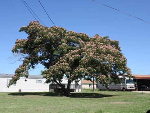 Albizia julibrissin