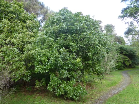 Alectryon excelsus subsp. grandis