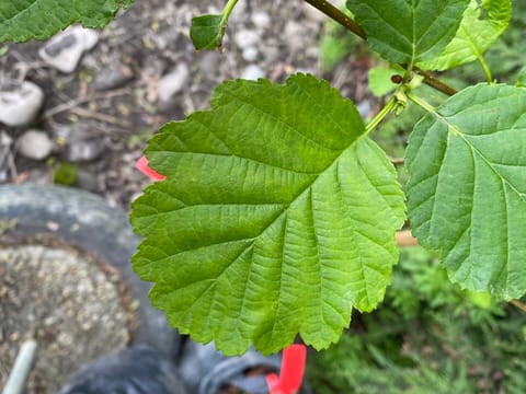 Alnus inokumae