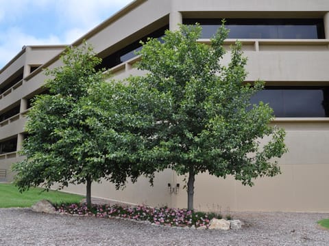 Alnus cordata