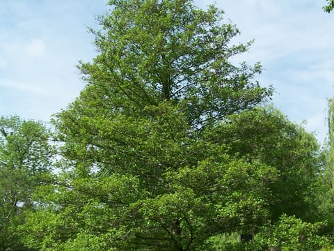 Alnus glutinosa