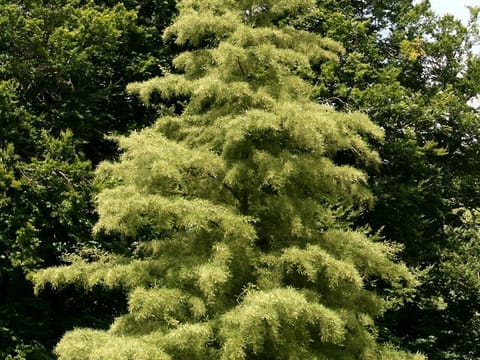 Alnus glutinosa 'Imperialis'