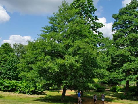 Alnus glutinosa 'Laciniata'