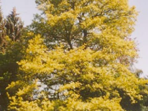 Alnus incana 'Aurea'