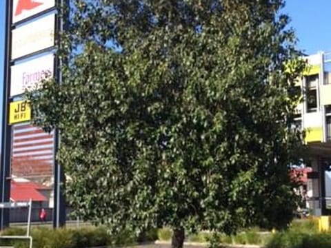 Alnus jorullensis