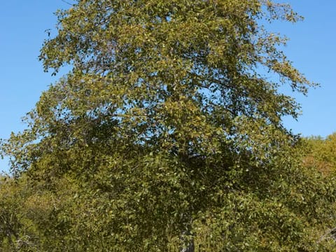Alnus rubra