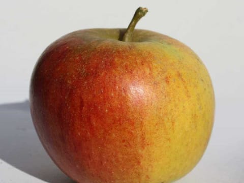 Apple 'Cox's Orange Pippin'