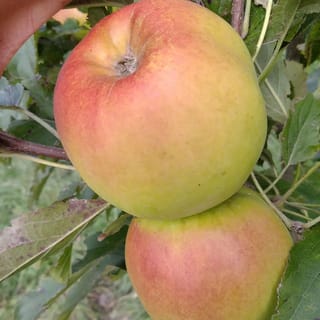 Two ripening Apple 'Freyberg' apples with yellow-green skin and an orange-red blush, hanging on the tree among green leaves.