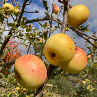 Apple 'Freyberg' fruit hanging on bare-looking branches, yellow-green apples with orange-red blush, against a blue sky with scattered cloud.