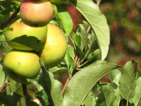 Apple 'Freyberg'
