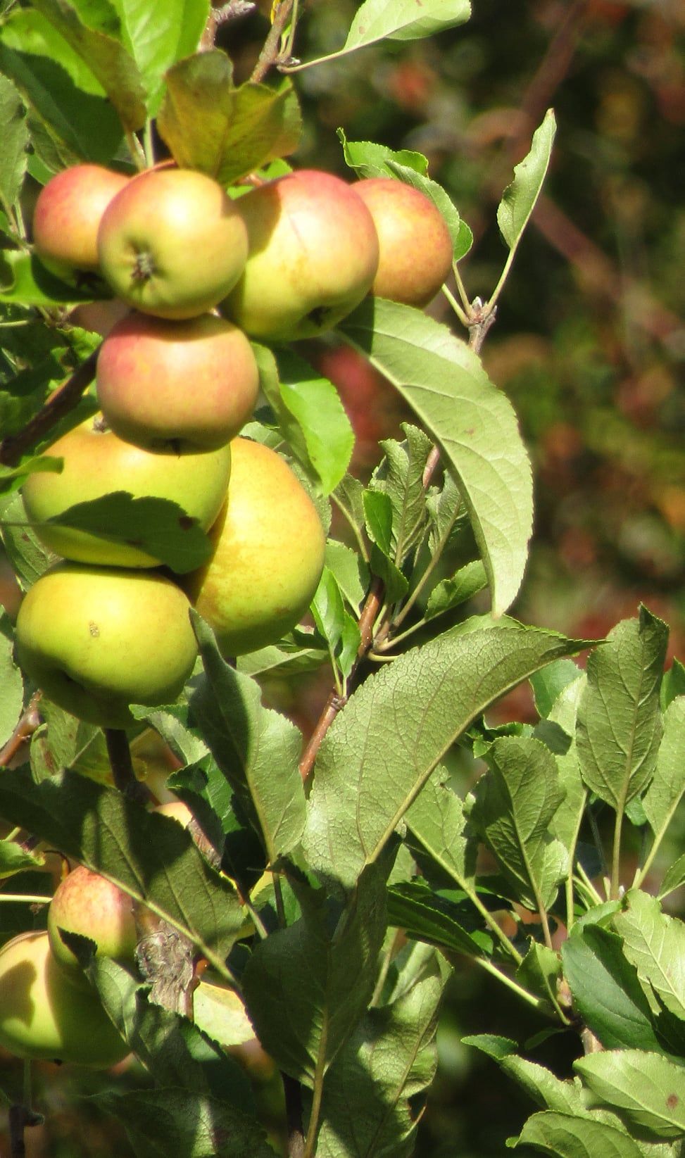 Apple 'Freyberg' branch with a cluster of ripening golden-green fruit blushed red, surrounded by broad green serrated leaves in sunlight.