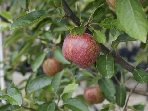 Apple 'Golden Delicious/Red Delicious'