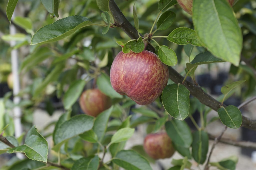 Apple 'Golden Delicious/Red Delicious' branch with ripening red-streaked apples hanging among green serrated leaves, in a nursery with potted plants behind.