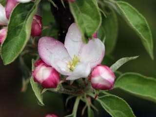 Apple 'Waltz' blossom, a pale pink and white open flower with yellow stamens, surrounded by deep pink buds and green leaves.