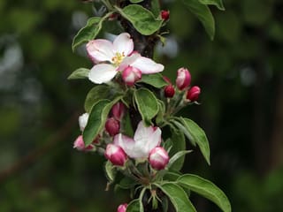 Apple 'Waltz' blossom on an upright dark stem, with open white-pink flowers, deep pink buds and green leaves against a blurred background.