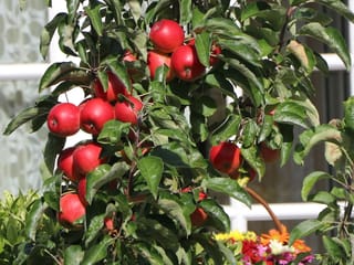 Apple 'Waltz' apple tree with clusters of ripe red fruit hanging among green leaves, with colourful flowers and a white window frame behind.
