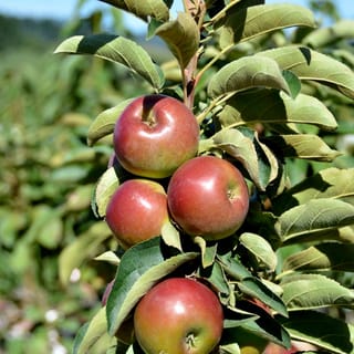 Apple 'Waltz' fruit: a cluster of red-blushed apples with green-yellow patches ripening on an upright stem among green leaves.