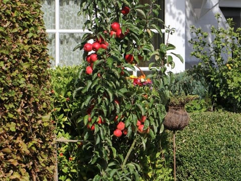 Apple 'Waltz'