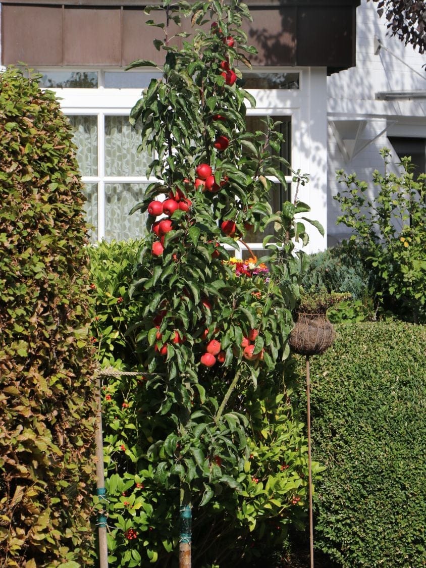 Columnar Apple 'Waltz' tree, staked in a garden bed, with a narrow upright habit and clusters of red apples among green leaves.