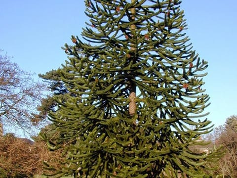 Araucaria araucana