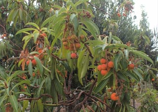 Arbutus canariensis (Canary Madrona) branches with clusters of round orange-red fruit among long, glossy green leaves and reddish-brown stems.