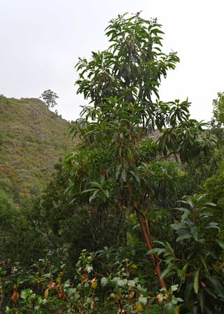 Arbutus canariensis (Canary Madrona) growing wild on a hillside, with a slender red-brown trunk and long glossy green leaves in tiered branches.