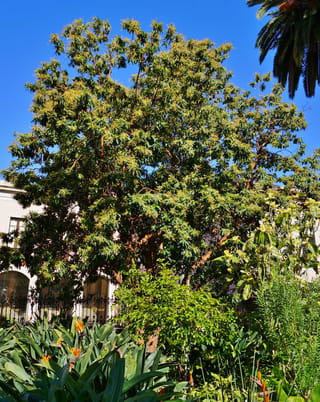 Arbutus canariensis (Canary Madrona), a large evergreen tree with red-brown branches and pale flower clusters, growing beside a building among bird of paradise plants.