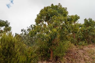 Arbutus canariensis (Canary Madrona), a mature evergreen tree with a smooth red-brown trunk and dense green foliage, growing on a scrubby hillside.