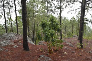 Young Arbutus canariensis (Canary Madrona) with smooth orange-red stems and glossy green leaves, growing among pines on a needle-covered, rocky hillside.