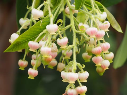 Arbutus canariensis