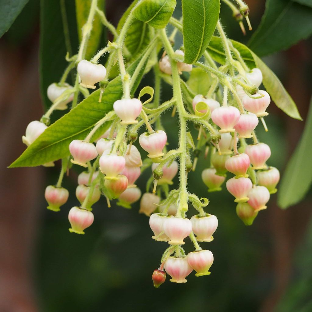Arbutus canariensis (Canary Madrona) flower cluster, showing pale pink and white bell-shaped blooms hanging from hairy green stems among glossy green leaves.
