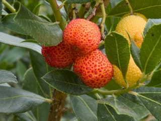 Arbutus unedo (Strawberry Tree) branch with round, bumpy red and yellow-orange fruits among glossy dark green serrated leaves.