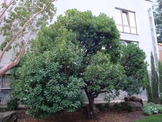 Arbutus unedo (Strawberry Tree), a rounded evergreen with dense dark green leaves and a gnarled trunk, growing in a garden bed beside a building.