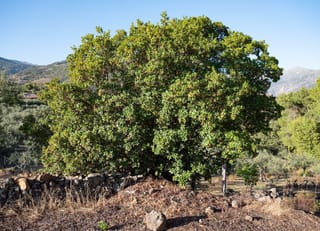 Arbutus unedo (Strawberry Tree), a mature rounded evergreen with dense green foliage, growing beside a dry stone wall with hills behind.