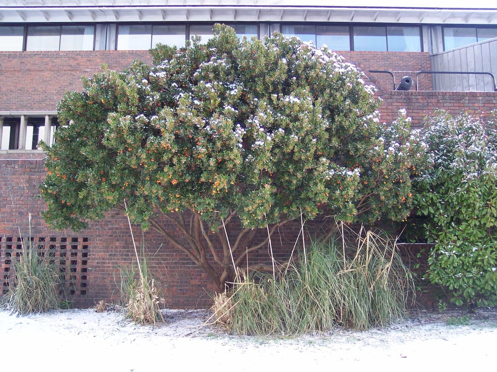 Arbutus unedo (Strawberry Tree) with a rounded, dense canopy dusted with snow and dotted with orange fruit, growing against a red brick building beside tall grasses.