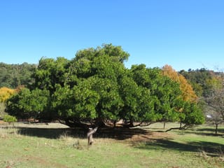Mature Arbutus unedo (Strawberry Tree) with a broad, dense dome of dark green foliage, spreading low over grass beside a small wooden sign.