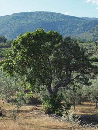Arbutus unedo (Strawberry Tree), a mature evergreen with a broad dark green canopy and forked trunk, growing among olive trees on dry hillside with forested hills behind.