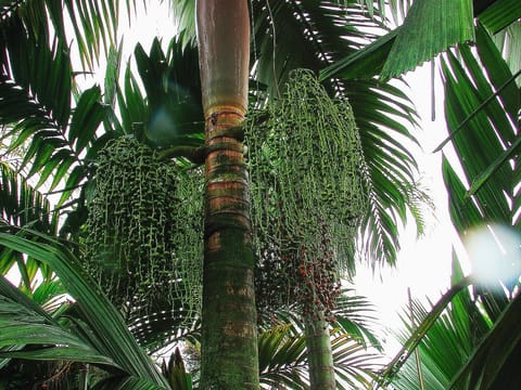 Archontophoenix purpurea