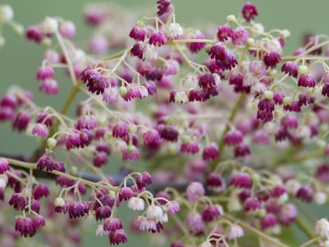 Aristotelia serrata
