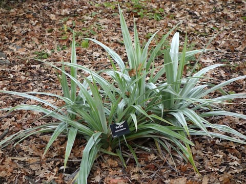 Astelia chathamica