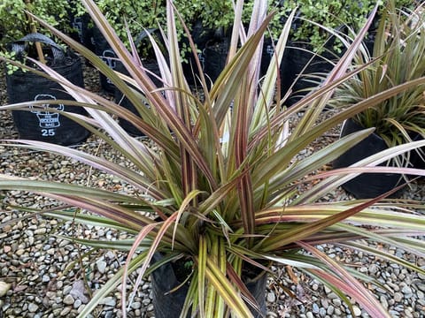 Astelia nervosa 'Westland'
