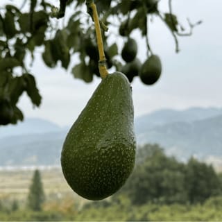 Avocado 'Zutano' fruit hanging from a yellow-green stalk, with dark green, speckled skin and more fruit and leaves behind against distant hills.
