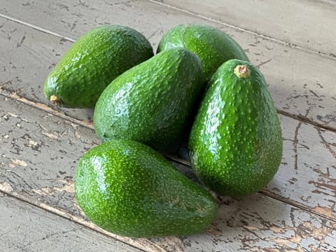 Avocado 'Zutano'